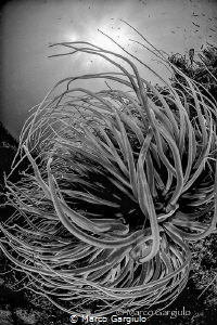 Anemonia in BW by Marco Gargiulo 